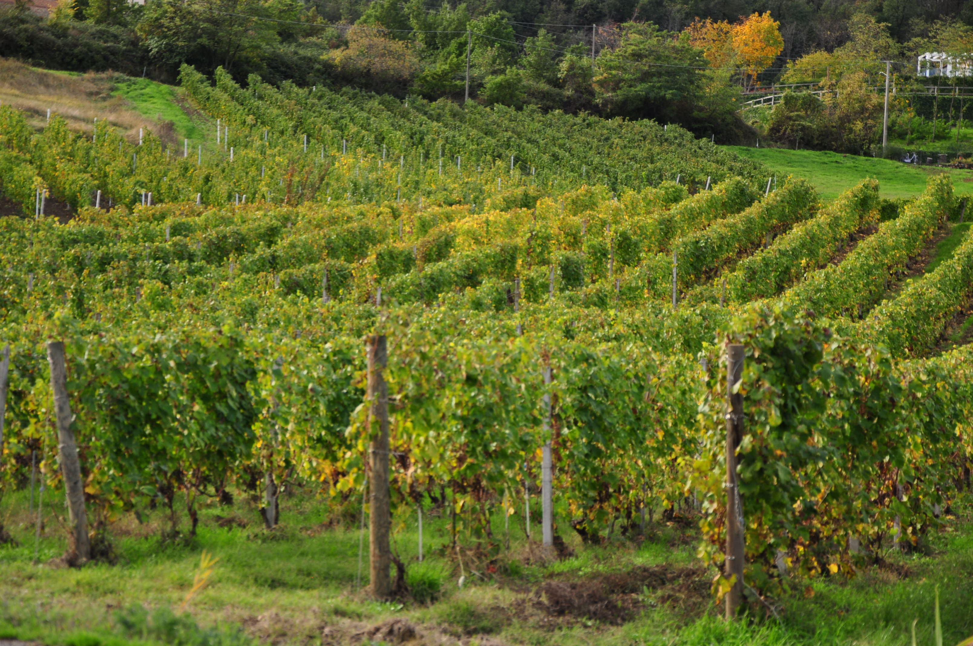 What is Organic Wine? Benefits, Processes, and Choice