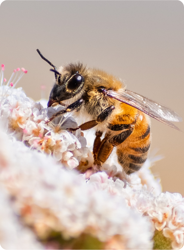 A bee close to a flower